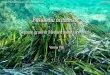 Posidonia oceanica - uibk.ac.at Robert Hofrichter, mare-mundi.eu Threats By increased discharge of untreated