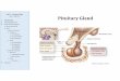 Lab 19 â€“Pituitary Gland Pituitary Gland Lab 19 â€“Pituitary Gland A560 â€“Fall 2015 I. Introduction