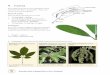 9. Leaves - New Zealand Plant Conservation …34 Introduction to plan e e ealand 9. Leaves Every plant species has its own combination of leaf characters that make it recognisable—shape,