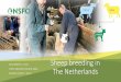 Sheep breeding in The Netherlands · 2019-11-18 · • 7 breeds - 790 breeders • Private Association – flockbooks are members • No subsidies or state aid • Own online database
