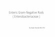 Enteric Gram-Negative Rods ( Enterobacteriaceae ) · Enterobacteriaceae, enteric bacteria & may also be called coliforms. •large, heterogeneous group of gram-negative rods whose