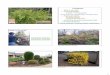 Pruning Ornamental Shrubs Contents · 1 Pruning Ornamental Shrubs By Neil Bell Community Horticulturist Marion and Polk Counties What is pruning? Pruning principles Growth of woody