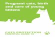 Pregnant cats, birth and care of young kittens · Pregnant cats, birth and care of young kittens ESSENTIAL GUIDE 18. Cats Protection (CP) recommends neutering as the only effective