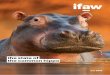 the state of the common hippo...(Hippopotamus amphibius) is Africa’s third largest terrestrial mammal, yet at a time where habitat loss, human wildlife conflict and illegal hunting