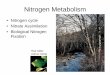 Nitrogen Metabolism - WOU Homepagewou.edu/~guralnl/gural/330Nitrogen Metabolism.pdf · 2006-01-26 · Nitrogenase complex • Leghemogolobin = oxygen binding protein in cytoplasm