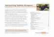 Growing Table Grapes - OSU Extension CatalogGrowing Table Grapes 3 Establishing the planting Grapevines require several years from time of planting to first harvested crop, and they