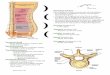 Vertebral Column - Yoga Bloomvertebral arch • Spinous and transverse processes are attachment sites for: • Muscles (movement) • Ligaments (stabilisation) Vertebral foramen •