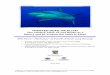 Wanted Dead or Alive: The Relative Value of Reef Sharks as .../media/assets/2011/05/02/palau_shark_tourism.pdf · VALUE OF REEF SHARKS IN PALAU VIANNA ET AL. Acknowledgements The