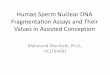 Human Sperm Nuclear DNA Fragmentation Assays and Their Values … · 2014-05-30 · Human Sperm Nuclear DNA Fragmentation Assays and Their Values in Assisted Conception Mahmood Morshedi,