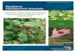 Raspberry Management Schedule - Perennia · Raspberry Insect & Disease Management Schedule 1 Raspberry Insect & Disease Management Schedule Site Selection & Preparation Insect / Disease