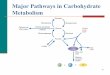 Major Pathways in Carbohydrate Metabolism · 2018-10-08 · 71 Stage 1: Digestion of Carbohydrates In Stage 1, the digestion of carbohydrates Begins in the mouth where salivary amylase