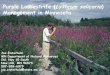 Purple Loosestrife (Lythrum salicaria) management in Minnesota · 2015-07-30 · Description 1. Has a square, woody stem and whorled leaves 2. Leaves are lance-shaped, stalk less,