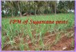 IPM of Sugarcane pests - NPTEL · 2017-08-04 · Sugarcane whitefly, Aleurolobus barbodensis; Neomaskellia bergii (Aleurodidae: Hemiptera) Adults of. A. barbodensis. are tiny, moth-like