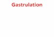 Gastrulation - An-Najah Videos Gastrulation Gastrulation is a phase early in the embryonic development