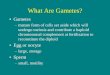 What Are Gametes? - Amherst College11... · What Are Gametes? •Gametes –mature form of cells set aside which will undergo meiosis and contribute a haploid ... –small, motility