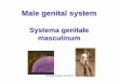 Systema genitale masculinumanatomie.lf3.cuni.cz/centralni_prezentace/Rozmnozovani... · 2015-09-30 · Spermatogenic epithelium Epithelium spermatogenicum • spermatogenic cells