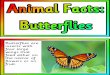 butterflies - Instant Display Teaching Resources · Butterflies can only fly their wing muscles are warm. To warm up, they bask in the sun so their wings soak up energy like solar
