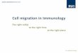 Cell migration in Immunology - Ruhr University Bochum · 6 Cell trafficking in immunology Cell types Both innate and adaptive immune functions depend upon interstitial leukocyte migration