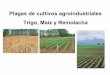 Plagas de cultivos agroindustriales Trigo, Maíz y …...Plagas del trigo y otros cereales (avena, cebada, sorgo) Áfidos: insectos picadores chupadores que dañan las plantas en forma