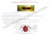 Periplaneta Americana (Cockroach)...10. How are the fat bodies of cockroach are similar to liver of vertebrates? Ans. Because of participating same functions fat bodies are functionally