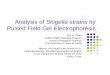 Analysis of Shigella strains by Pulsed Field Gel Electrophoresisweb.biosci.utexas.edu/field/BIO361P/ppt/Kim Pham.pdf · 2006-11-17 · Analysis of Shigella strains by Pulsed Field