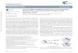 Sperm DNA-mediated reduction of nonspecific fluorescence ...fac.ksu.edu.sa/sites/default/files/lee_et_al_2015_e.pdf · Sperm DNA-mediated reduction of nonspecific fluorescence during