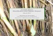 Arundo donax Distribution and Impact Report - Protecting California’s … · 2017-11-30 · Arundo donax. Distribution and Impact Report . March 2011 . Agreement No. 06-374-559-0