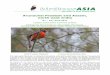 Arunachal Pradesh and Assam, north-east India Reports/Birdtour Asia Eaglenest 2011.pdf · Arunachal Pradesh and Assam, north-east India 8th ... glimpses and occasionally flashes of