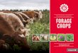 THE ESSENTIAL GUIDE TO FORAGE CROPS · fodder beet, or grazed crops like stubble turnips. Whichever option you choose will enable you to help reduce feeding costs, extend the grazing