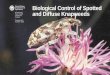 United States Biological Control of Spotted and Diffuse ...more branched than those of spotted knapweed, grow 1–2 feet tall. Compared to spotted knapweed, the leaves of diffuse knapweed