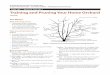 Training and Pruning Your Home Orchard• Thinning out and heading back (figure 11, page 7). Thinning out results in long, flexible limbs that bend down when loaded with fruit. Heading
