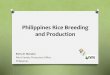 Philippines Rice Breeding and Productioneapvp.org/files/report/docs/Philippines_Rice Presentation.pdf · Hybridization of selected parents Year 1 Breeding objectives Segregating population