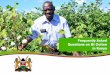Frequently Asked Questions on Bt Cotton in Kenyaafricenter.isaaa.org/wp-content/uploads/2018/10/Bt-cotton-FAQs.pdf · The Kenyan government has identified cotton as a key driver towards