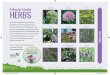 AIPP Herbs A5 Flyer - All-Ireland Pollinator Plan · herbs for your garden, you will help provide much-needed food for our Bumblebees and other pollinating insects as well as creating