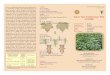 Chrysoperla Know Your Cotton Insect Pest JASSIDS · Crop Protection Folder Series: 2 of 11 English Version Jassids Tudtude Amrasca devastans (Dist.) Cicadellidae Hemiptera Sap feeder
