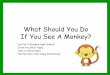 What Should You Do If You See A Monkey? · 2014-12-11 · What Should You Do If You See A Monkey? Lim Jia Yi (Dunman High School) Jovan Yeo (NUS High) Joan Li ( NUS High) Tan Yan