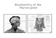 Biochemistry of the Thyroid glanddb.phm.utoronto.ca/phmunit11bb.pdf · Drugs - Dilantin, Tegretol . Growth and development: - Stimulation of protein synthesis (skeletal) - Increases