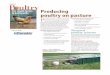 A3908-01 P ultry - Extension Sheboygan County · 2017-07-17 · poultry for meat, eggs, or pleasure on a pasture management system. This publication will focus mainly on chickens,
