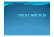 datura, atropa, belladona - GMCH lectures/Forensic/datura atropa belladona.pdf · Pulse rapid 120‐140/ min, full and bounding later weak, irregular Respiration increased Temp raised