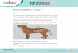 Pancreatitis in dogs - People's Dispensary for Sick Animals · Pancreatitis in dogs Overview The pancreas is an organ that sits close to the stomach. It helps digest food. Pancreatitis