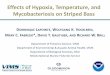 Effects of Hypoxia, Temperature, and Mycobacteriosis on ... · Effects of Hypoxia, Temperature and Mycobacteriosis on Striped Bass • In warm hypoxic waters, the scope for activity