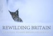REWILDING BRITAIN · 2015-12-09 · Imagine a Britain where you can find yourself in wild places once more. Imagine walking through a rich mosaic of forest, glade and wild pasture