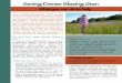 BMP Dense Blazing Star - Carolinian Canada Depository/bmp_pdfs/BMP Dense...Dense Blazing Star, be sure to report it to the Ontario Ministry of Natural Resources or the Natural Heritage