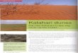 Kalahari dunes - SANBIpza.sanbi.org/sites/default/files/info_library/kalahari_dunes.pdf · Kalahari dunes Can the Kalahari's new wig cover up the truth? TOP: Dune crests are inhospitable