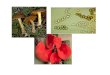 Mycology ppt - Benson Idahosa Universityoer.biu.edu.ng/wp-content/uploads/2018/11/Presentation-BOT-316-Mycology.pdf · • Family Saprolegniaceae eg Saprolegnia • Order Perenosporales