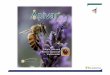APIVAR presentation US 010413 - Beekeeping · – No vaporization in the hive atmosphere – Wearing of chemical-resistant gloves is recommended • Controlled-released disposal –