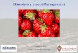 Strawberry Insect Management - PDDC · Strawberry Insect Management Christelle Guédot ... harvest Post harvest Strawberry clipper Spider mites Cyclamen mites Aphids Spittle bug 