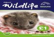 RESCUE NEWS WINTER 2017/18 - Folly Wildlife Rescue · We’re now admitting large numbers of these ‘autumn juveniles’, and because the weather has so far been reasonably mild,