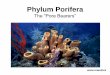 Phylum Porifera - Weeblyaccordingtomorris.weebly.com/.../porifera_2013_to_post.pdf · 2019-09-30 · Phylum Porifera The “Pore Bearers” . Why are sponges in the Animalia Kingdom?