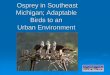 Osprey in Southeast Michigan; Adaptable Birds to an Urban ...web2.uwindsor.ca/softs/conferences/2017/softs2017-Osprey-in-Southeast... · OSPREY TRANSLOCATION Establish a breeding